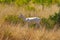 Albino Black Buck, Antilope cervicapra, Velavadar National Park, Gujarat