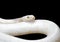 Albino Black Rat Snake Coiled on Black Background with Clipping