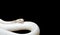 Albino Black Rat Snake Coiled on Black Background, Clipping Path
