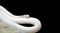 Albino Black Rat Snake Coiled near The Rock on Black Background, Clipping Path