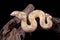 Albino Boa constrictor on a piece of wood