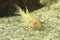 Albino Bronze corydoras, Corydoras aeneus, tropical freshwater fish in the aquarium