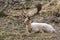 Albino buck deer in the forest