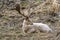 Albino buck deer in the forest