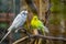 Albino budgie parakeet in closeup, tropical bird specie from Australia