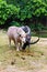 Albino buffalo