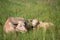 Albino buffalo