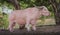 Albino buffalo