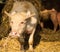 Albino buffalo chewing grass