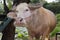 albino buffalo in farm in Thailand