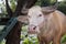 albino buffalo in farm in Thailand