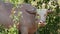 Albino buffalo among green vegetation. Large well maintained bull grazing in greenery, typical landscape of coconut palm