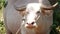 Albino buffalo among green vegetation. Large well maintained bull grazing in greenery, typical landscape of coconut palm