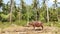 Albino buffalo among green vegetation. Large well maintained bull grazing in greenery, typical landscape of coconut palm