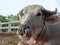 Albino buffalo or pink buffalo or white buffalo in farm. Close up head, face, horn and tongue buffalo