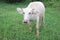 Albino buffalo is a rare animal. Buffalo is an animal that has been with Thai farmers since a long time