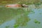 Albino Buffalo swimming in the swamp at Thai Buffalo Conservation Village