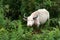 Albino buffalo, Vietnam