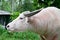 Albino buffalo (white buffalo)