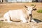 Albino buffalo or white buffalo, close up at face and body with beautiful horn on field background