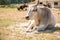 Albino buffalo or white buffalo, close up at face and body with beautiful horn on field background