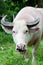 Albino buffalo (white buffalo) eating grass