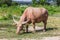 Albino buffalo (White Buffalo) graze on the meadow