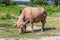 Albino buffalo (White Buffalo) graze on the meadow