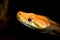 Albino Burmese Python