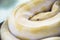 Albino burmese python Golden Thai python Gold Python,Reticula