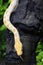 Albino Burmese Python Python molurus bivittatus