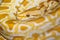 Albino Burmese Python Python molurus bivittatusA large non-toxic snake from the genus of real pythons. One of the most famous