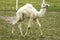 Albino camel baby walks in grass.