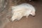 Albino Cape porcupine