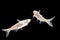 Albino Catfish -Pangasius hypophthalmus on black