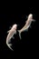 Albino Catfish -Pangasius hypophthalmus on black