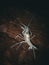 Albino cave-adapted crayfish crawls on a log in the clear waters of Troy Springs State Park, Florida