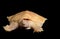 Albino Chinese Soft Shell Turtle