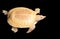 Albino Chinese Soft Shell Turtle