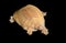 Albino Chinese Soft Shell Turtle