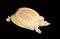 Albino Chinese Soft Shell Turtle