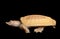 Albino Chinese Soft Shell Turtle