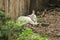 Albino Common Barking Deer is like an ordinary deer,