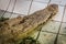 Albino crocodile is conceal low in the water. Alive golden crocodile in Thailand crocodile farm.