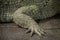 Albino Crocodile front leg / Skin is white , nearly extinct , found in Southeast Asia