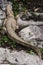 Albino Crocodile, Siamese crocodile
