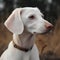 Albino dachshund, unusual white coloring of the dog, portrait, close-up,