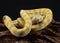 Albino Darwin Carpet Python with tongue out, black background and copy space