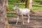 Albino deer