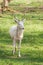 Albino deer